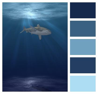 Animal Phone Wallpaper Shark Image